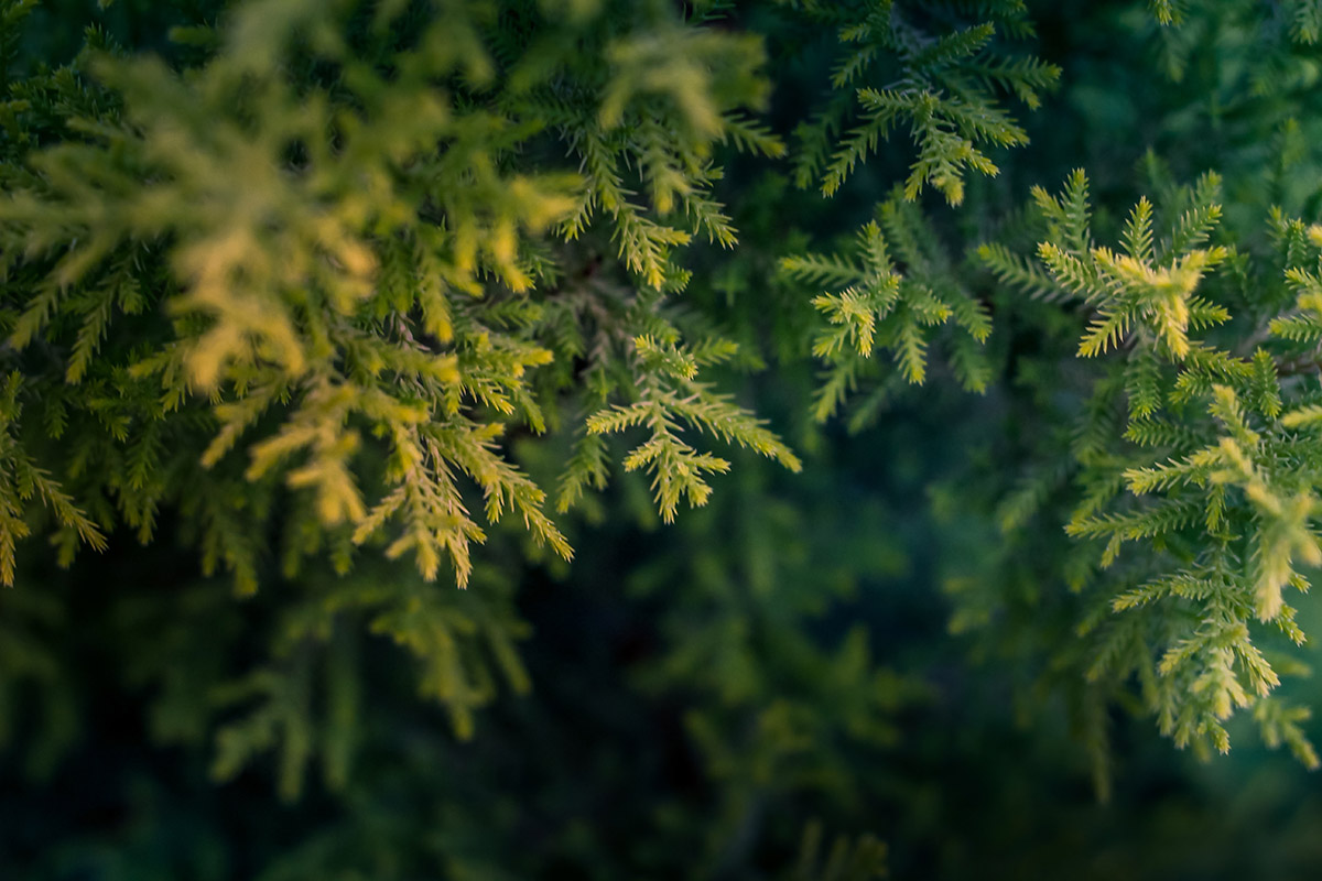 green-tree-macro-photography-668282 green-tree-macro-photography-668282