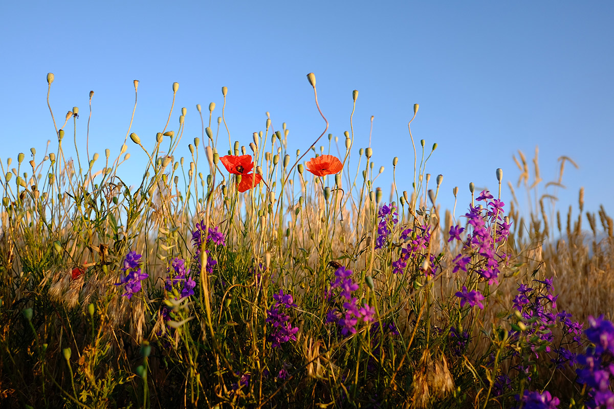 mehmet-kursat-deger-239132-unsplash mehmet-kursat-deger-239132-unsplash